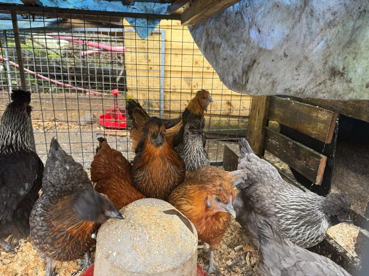 Point of lay Hybrid silkie poulets - Image 1