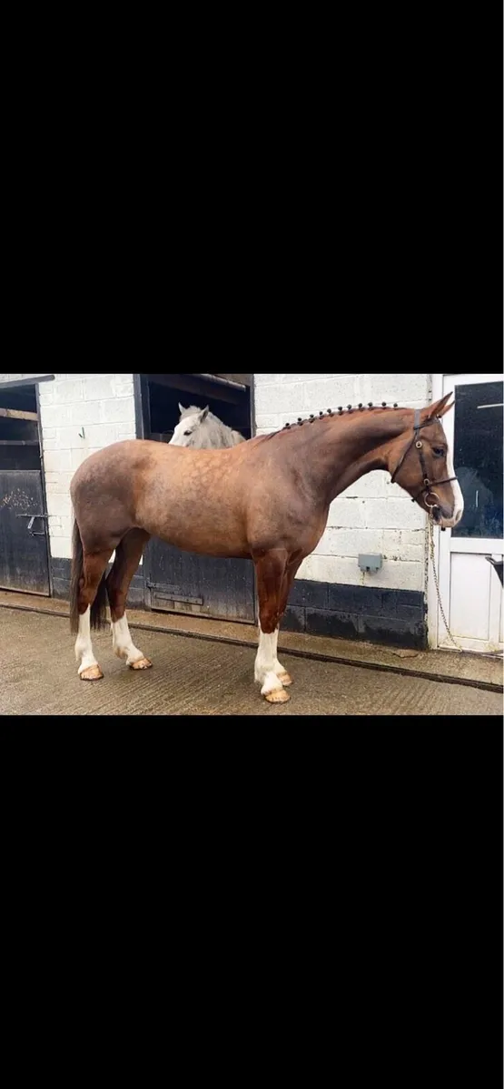 Clifden sales 20th feb - Image 2