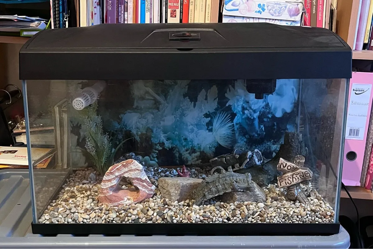 100L fish tank