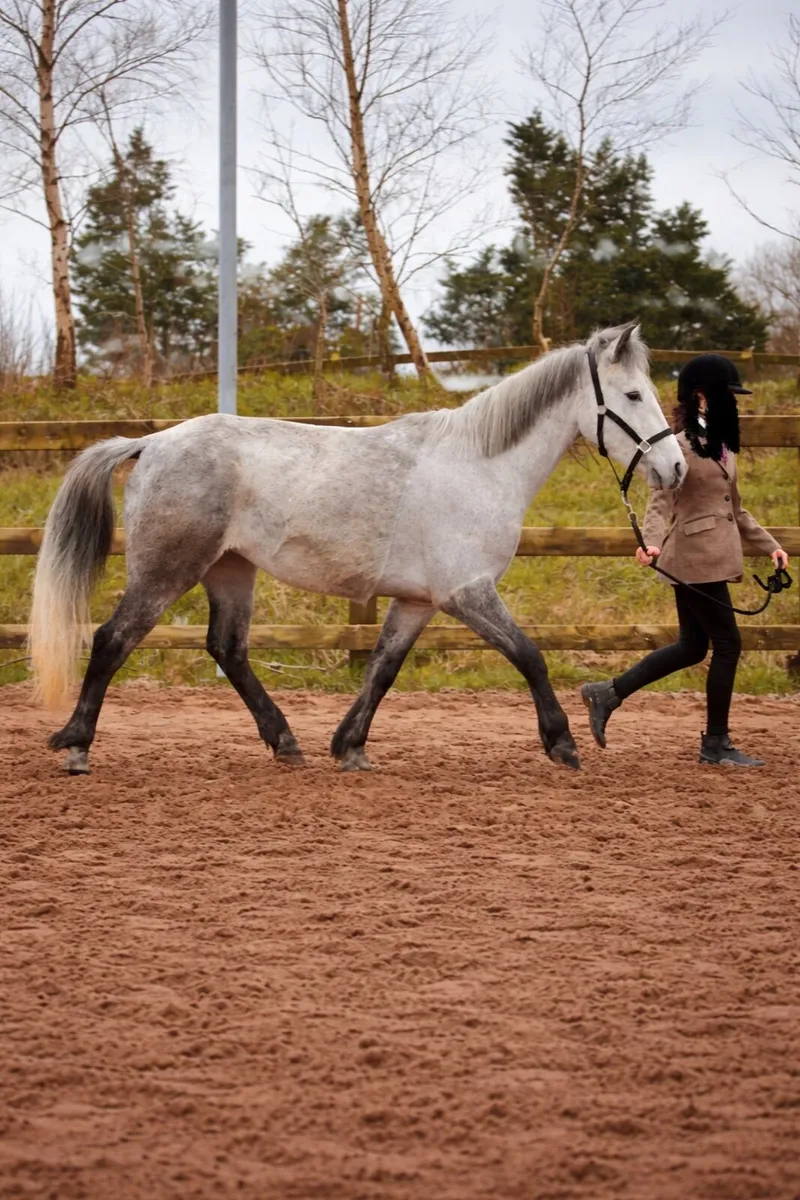 Connemara riding pony - Image 1