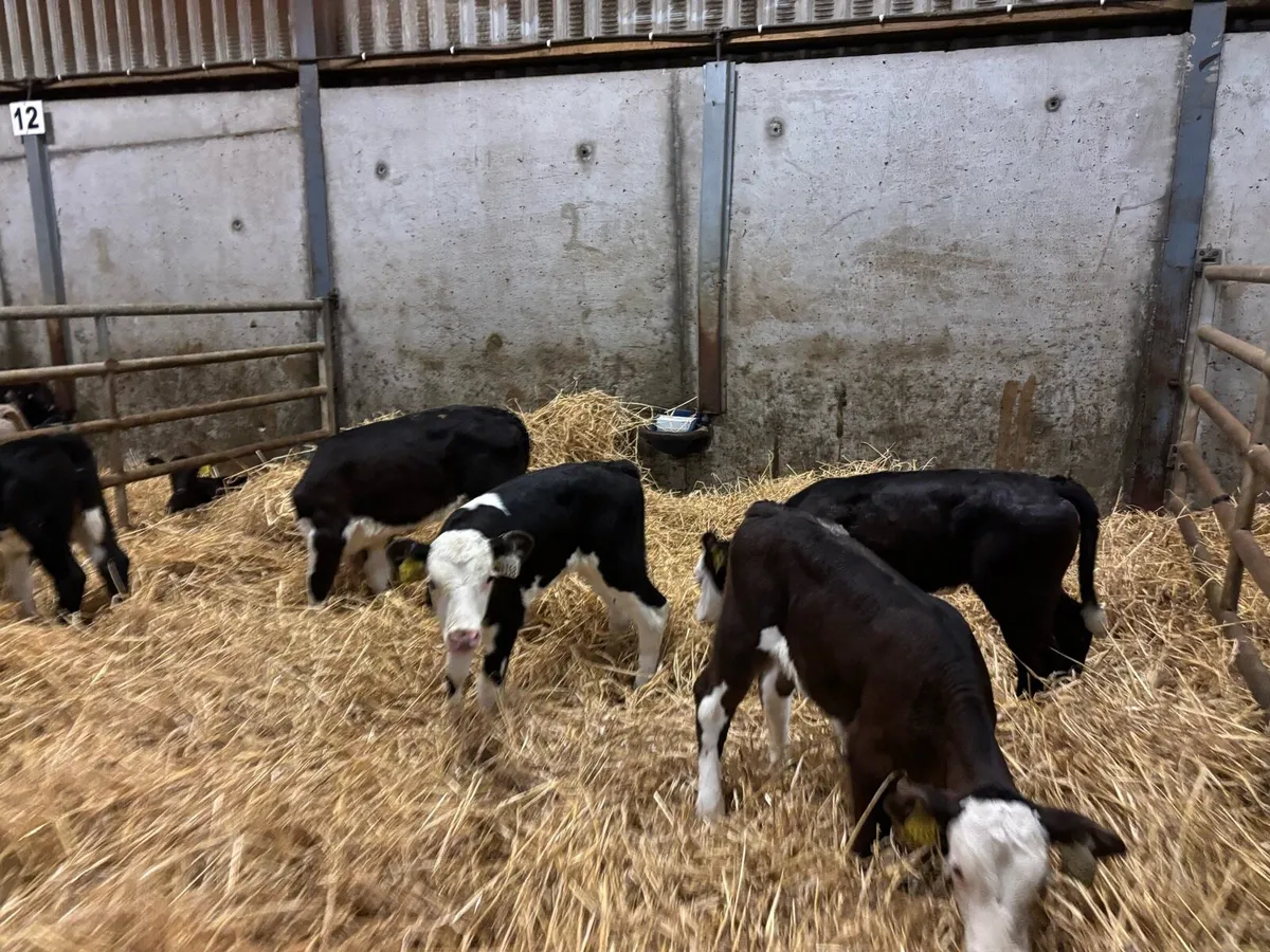 5 super strong Hereford heifer calf’s - Image 1
