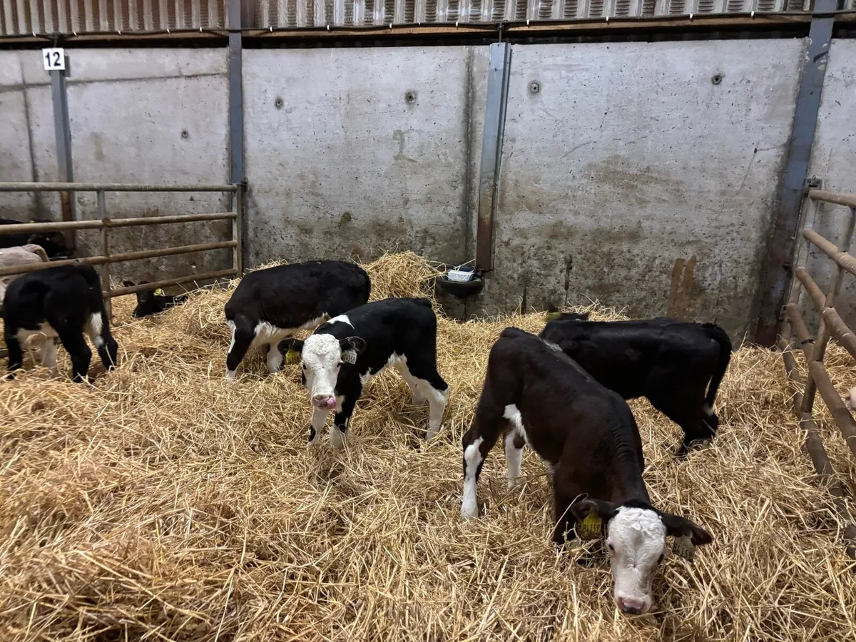 5 super strong Hereford heifer calf’s - Image 2