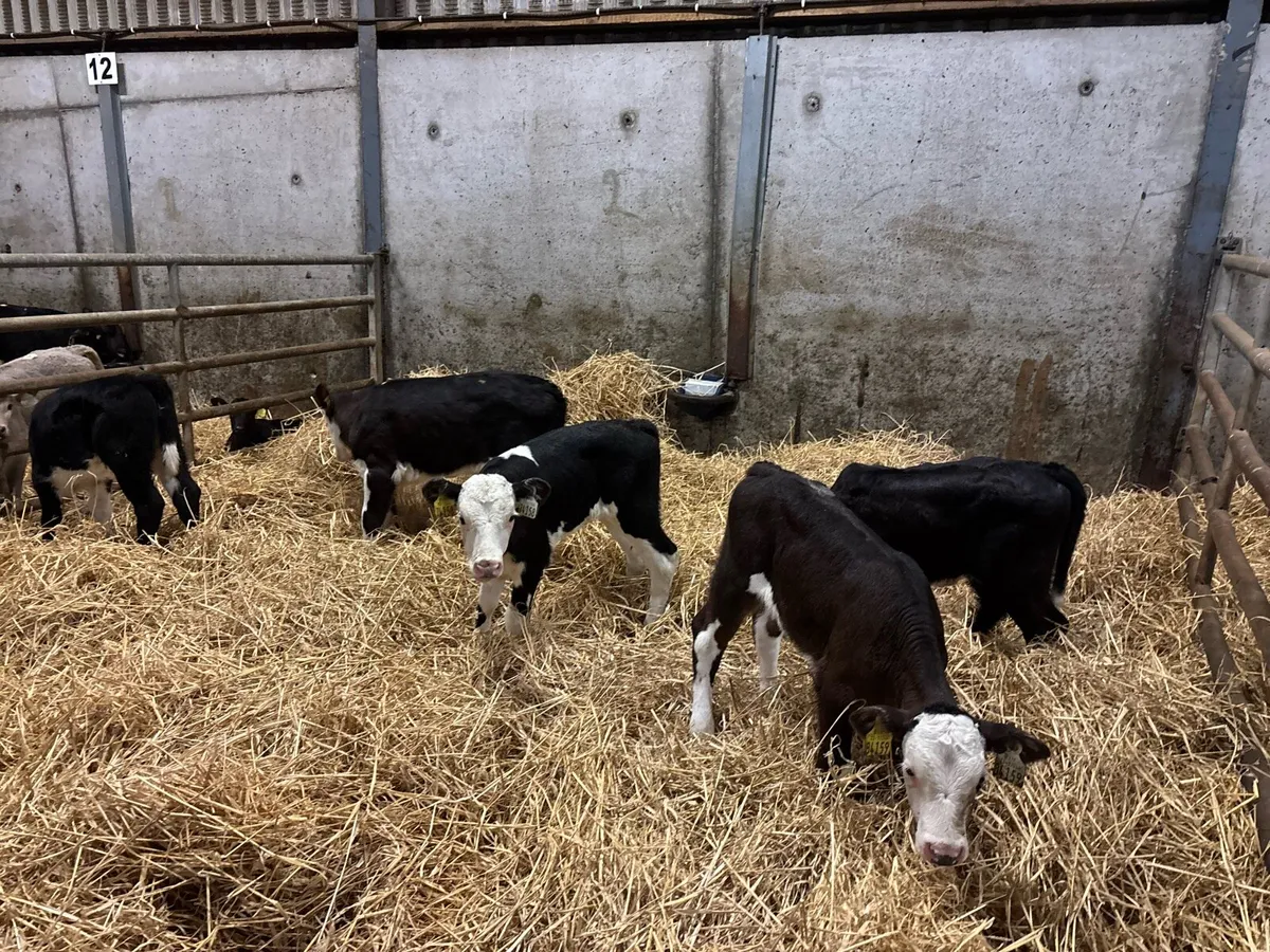 5 super strong Hereford heifer calf’s - Image 3