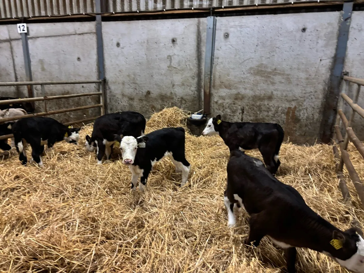 5 super strong Hereford heifer calf’s - Image 4