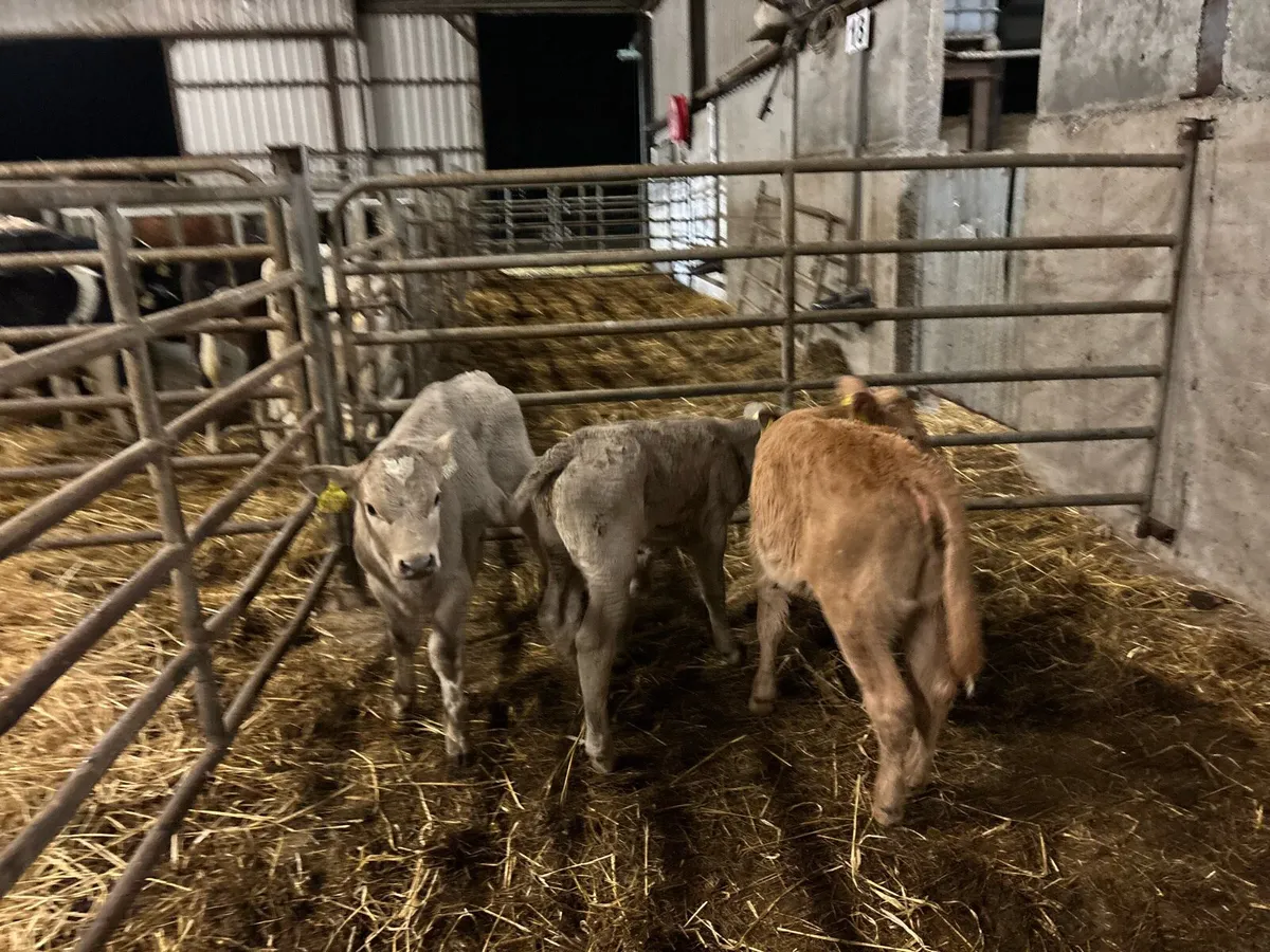 3 super charlaois heifer calf’s - Image 1