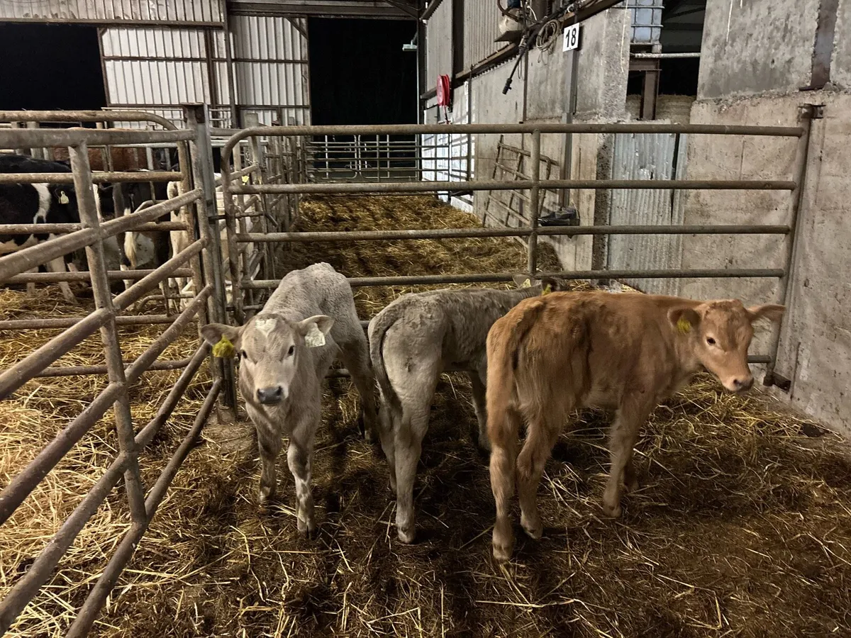 3 super charlaois heifer calf’s - Image 2