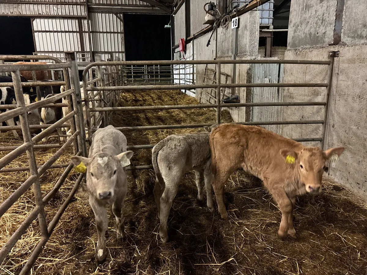 3 super charlaois heifer calf’s - Image 3