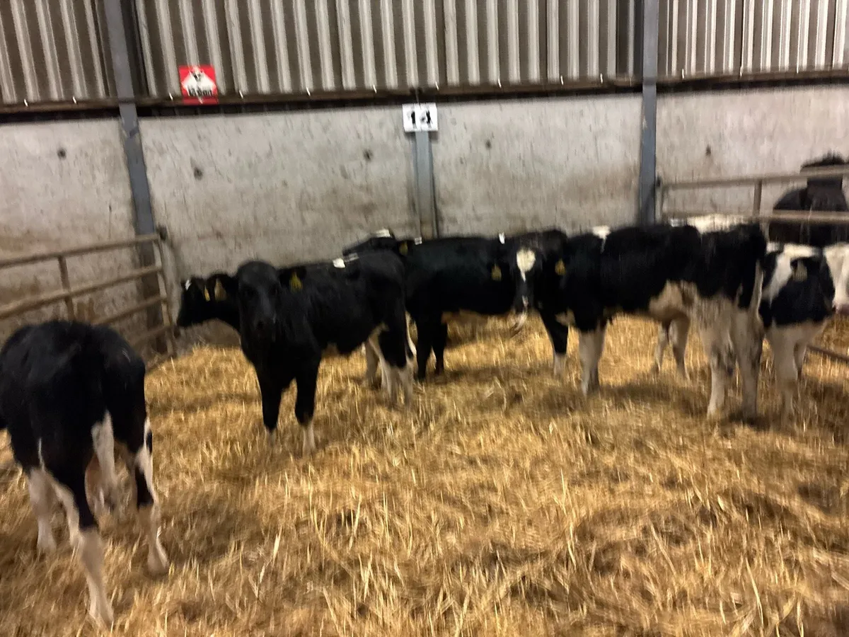 9 super British Frisian bull weanlings - Image 4