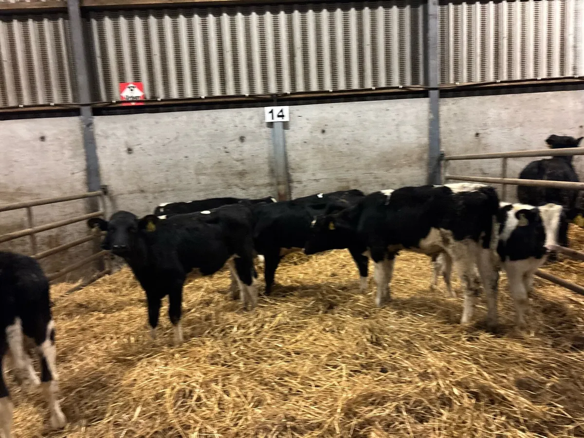 9 super British Frisian bull weanlings - Image 1