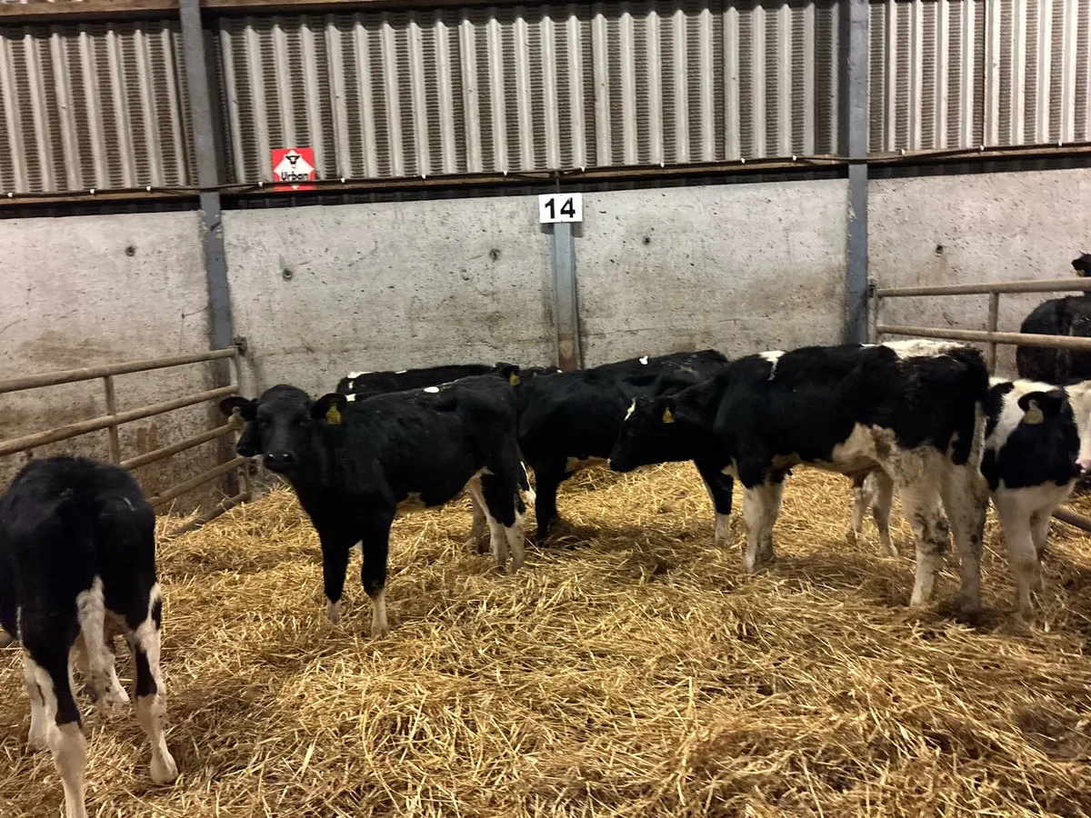 9 super British Frisian bull weanlings - Image 2