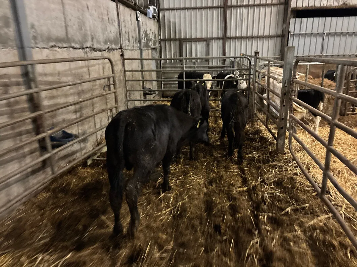 4 super Angus bull weanlings - Image 1