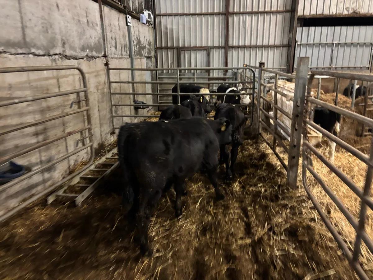 4 super Angus bull weanlings - Image 2