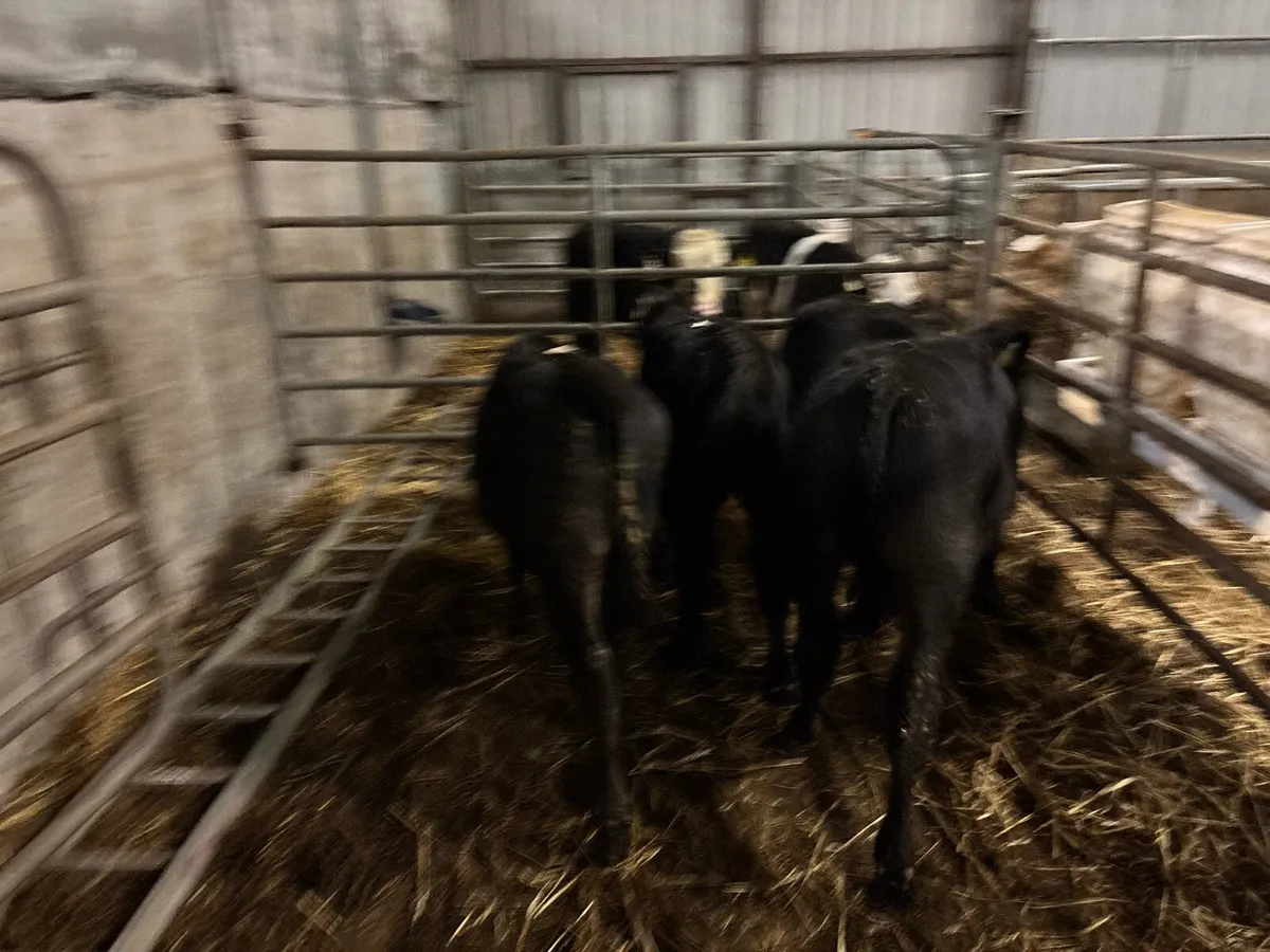 4 super Angus bull weanlings - Image 4