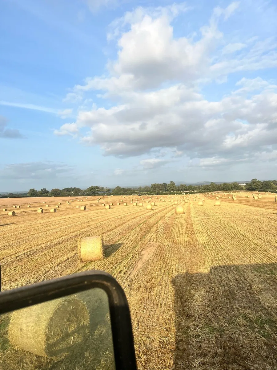 Golden Barley Straw - Image 1
