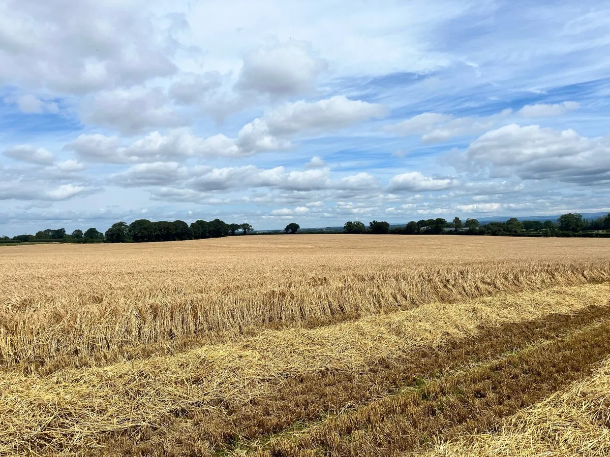 Golden Barley Straw - Image 2
