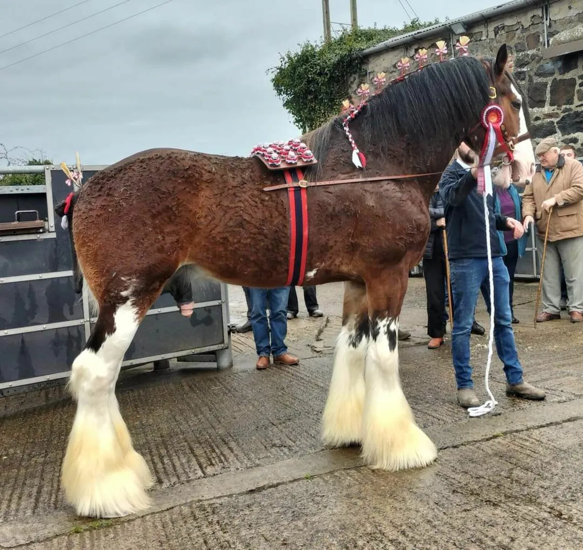 Clydesdale Stallion at stud - Image 1