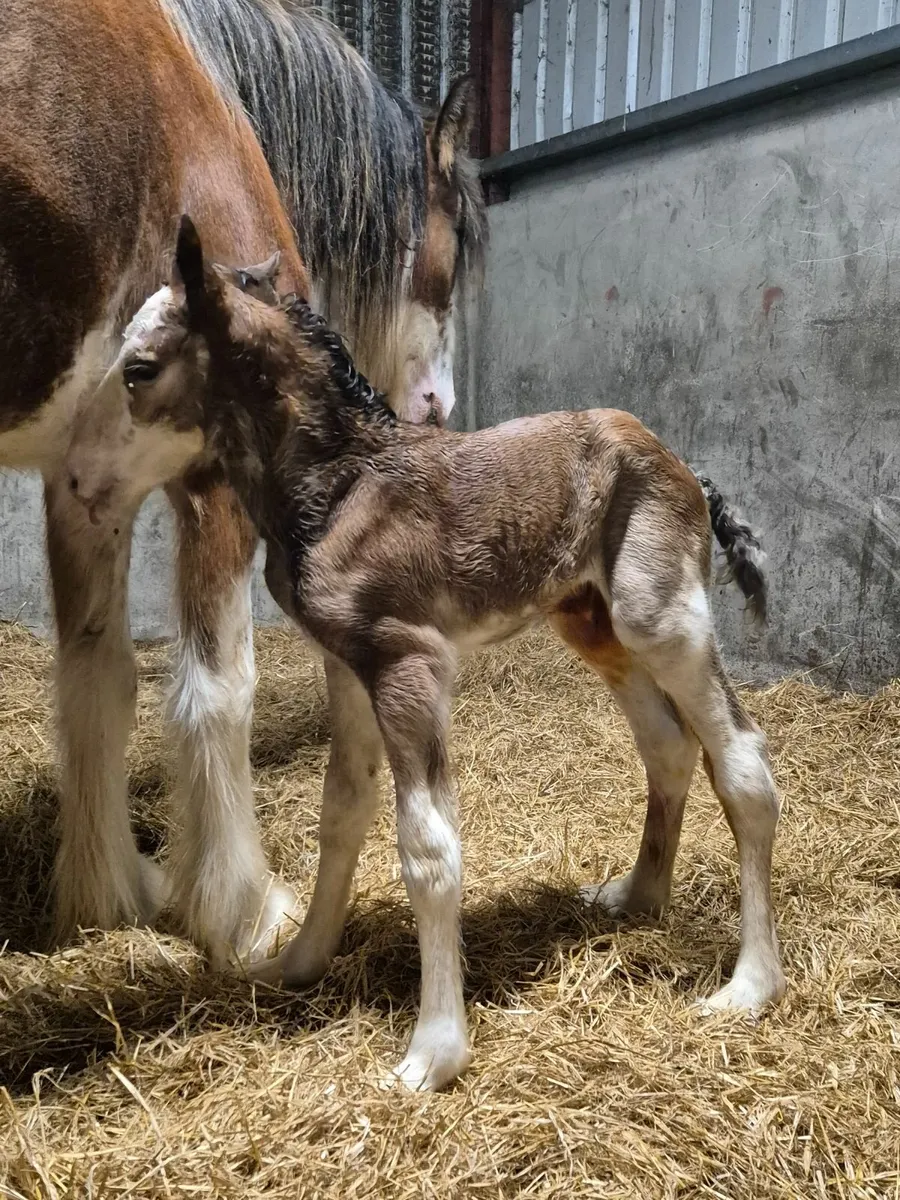 Clydesdale Stallion at stud - Image 2