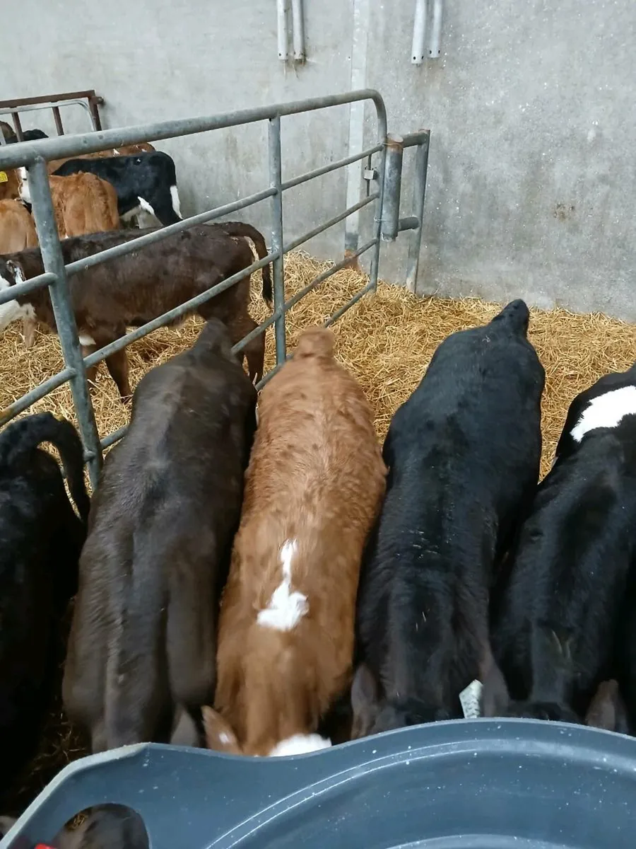 Whitehead Angus and fresian calves - Image 1
