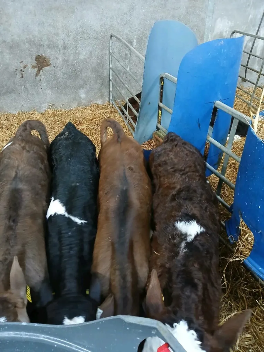 Whitehead Angus and fresian calves - Image 2