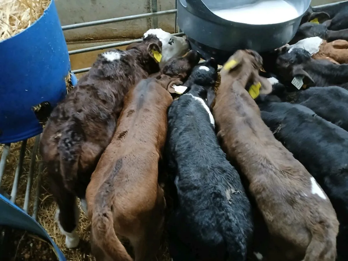 Whitehead Angus and fresian calves - Image 3