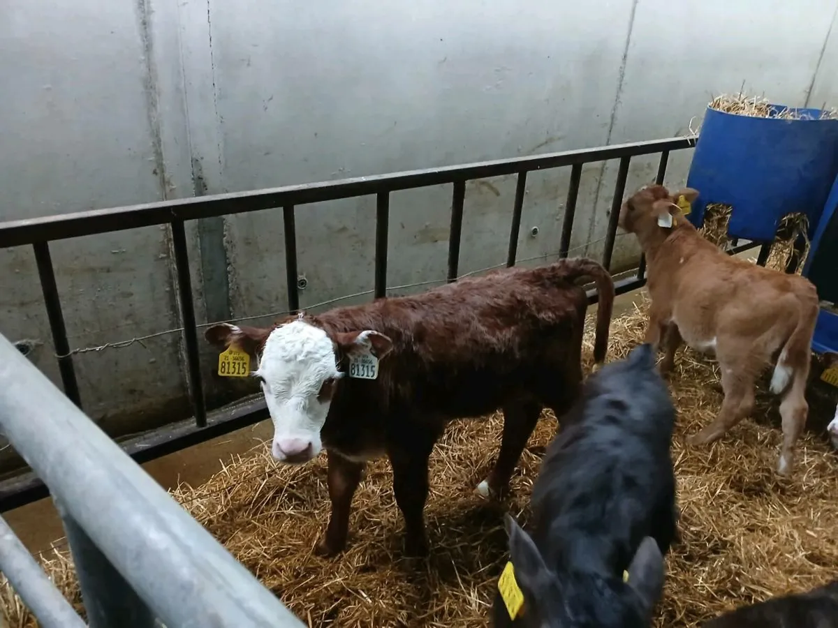 Whitehead Angus and fresian calves - Image 4