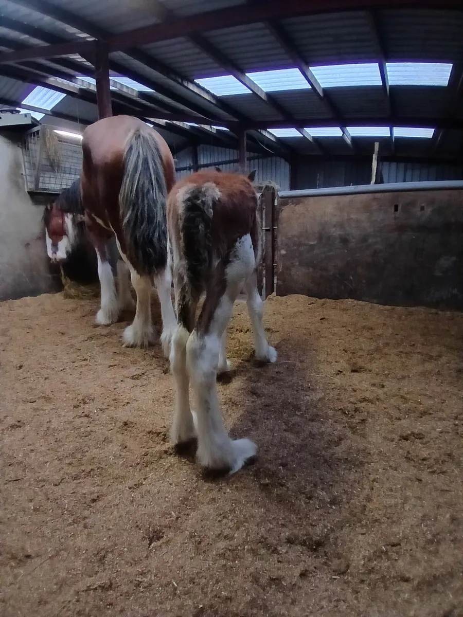 Clydesdale Stallion at stud - Image 3