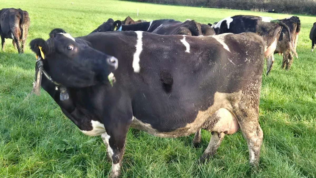 Cow with calves at foot - Image 1