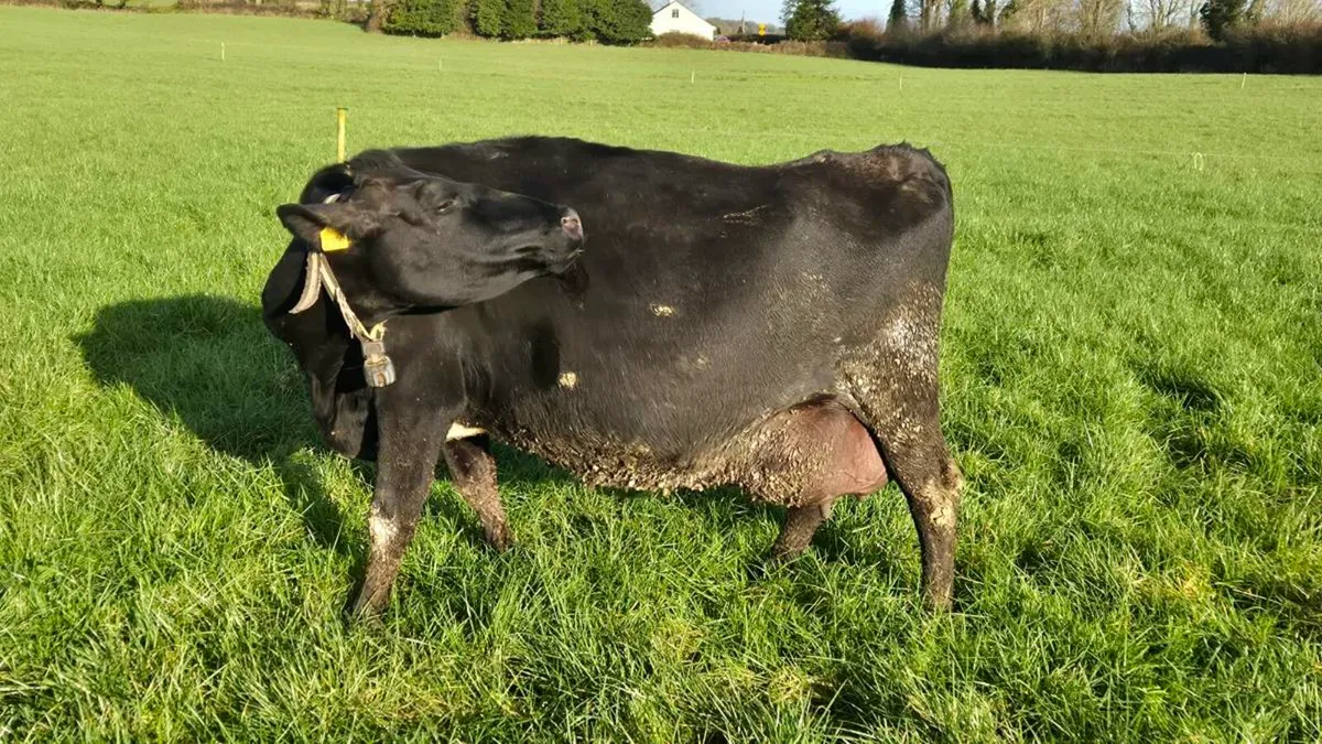Cow with calves at foot - Image 2