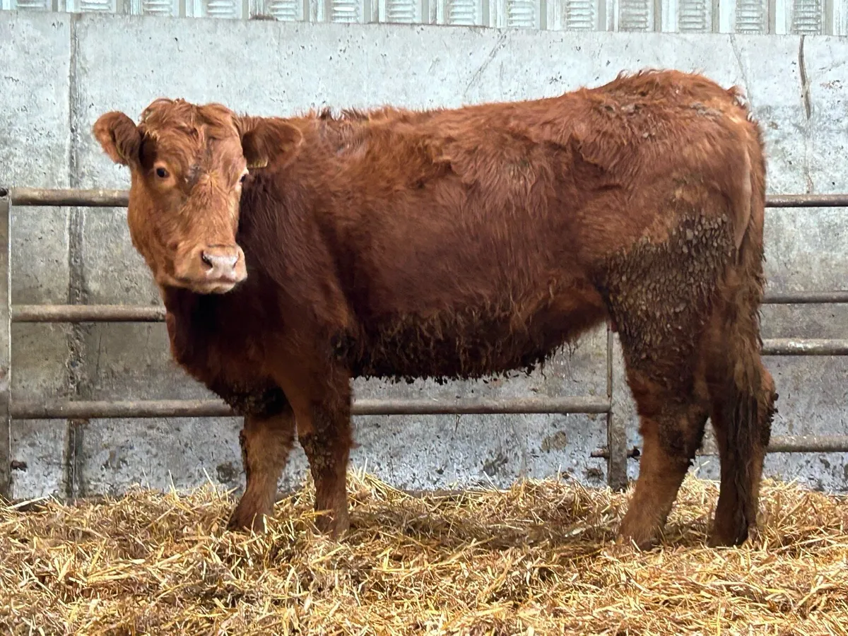 6 incalf first and  second calving cows - Image 2