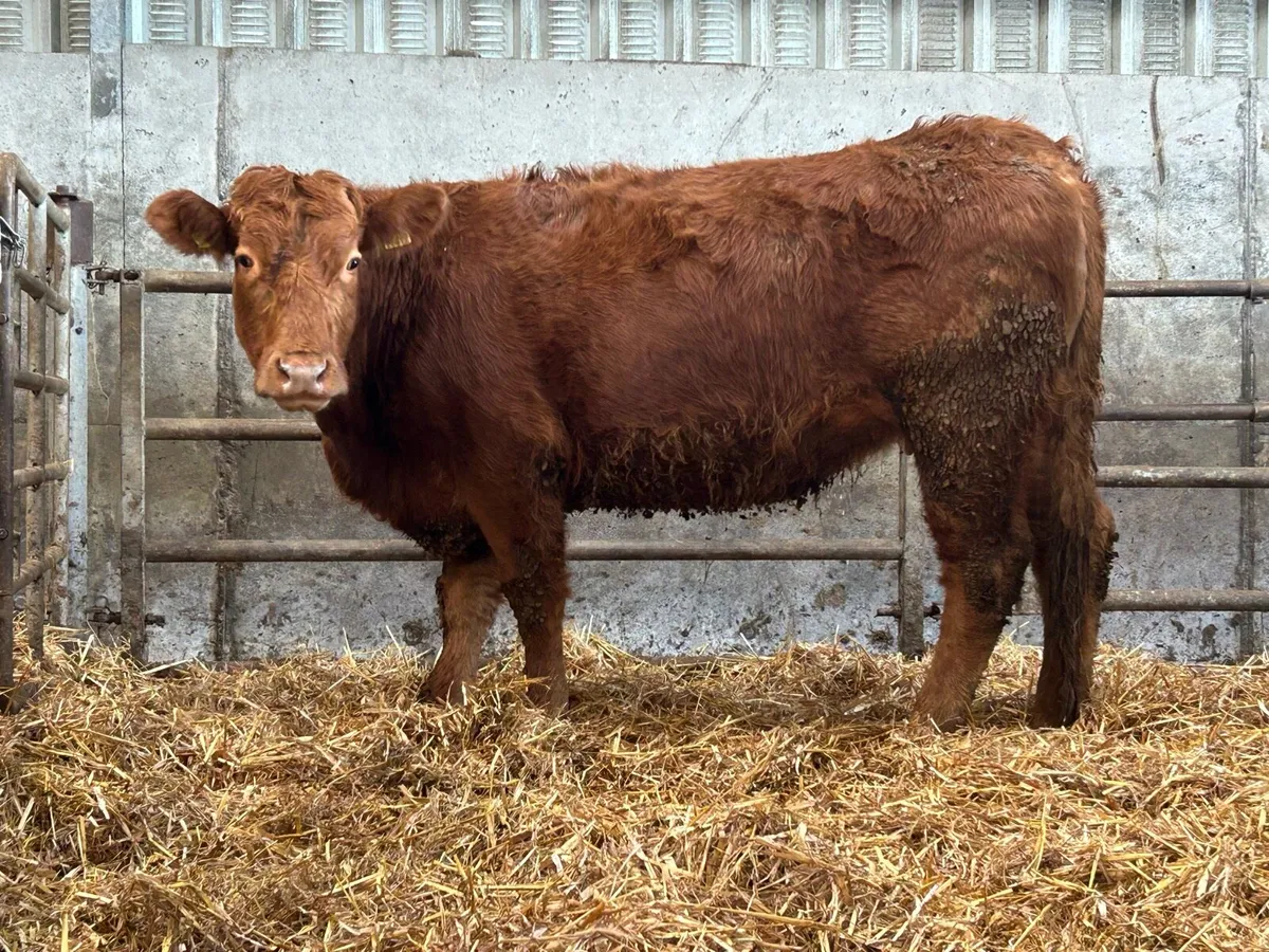 6 incalf first and  second calving cows - Image 3