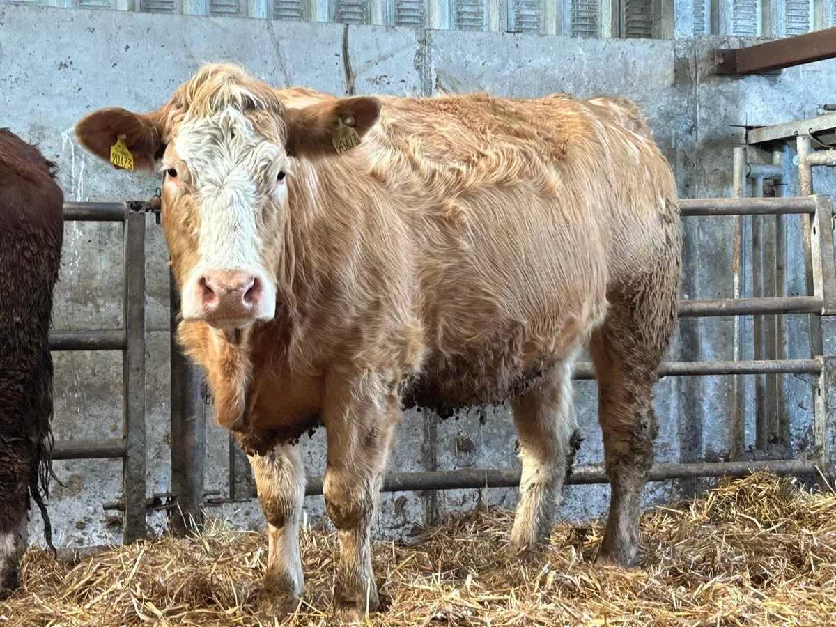 6 incalf first and  second calving cows - Image 1