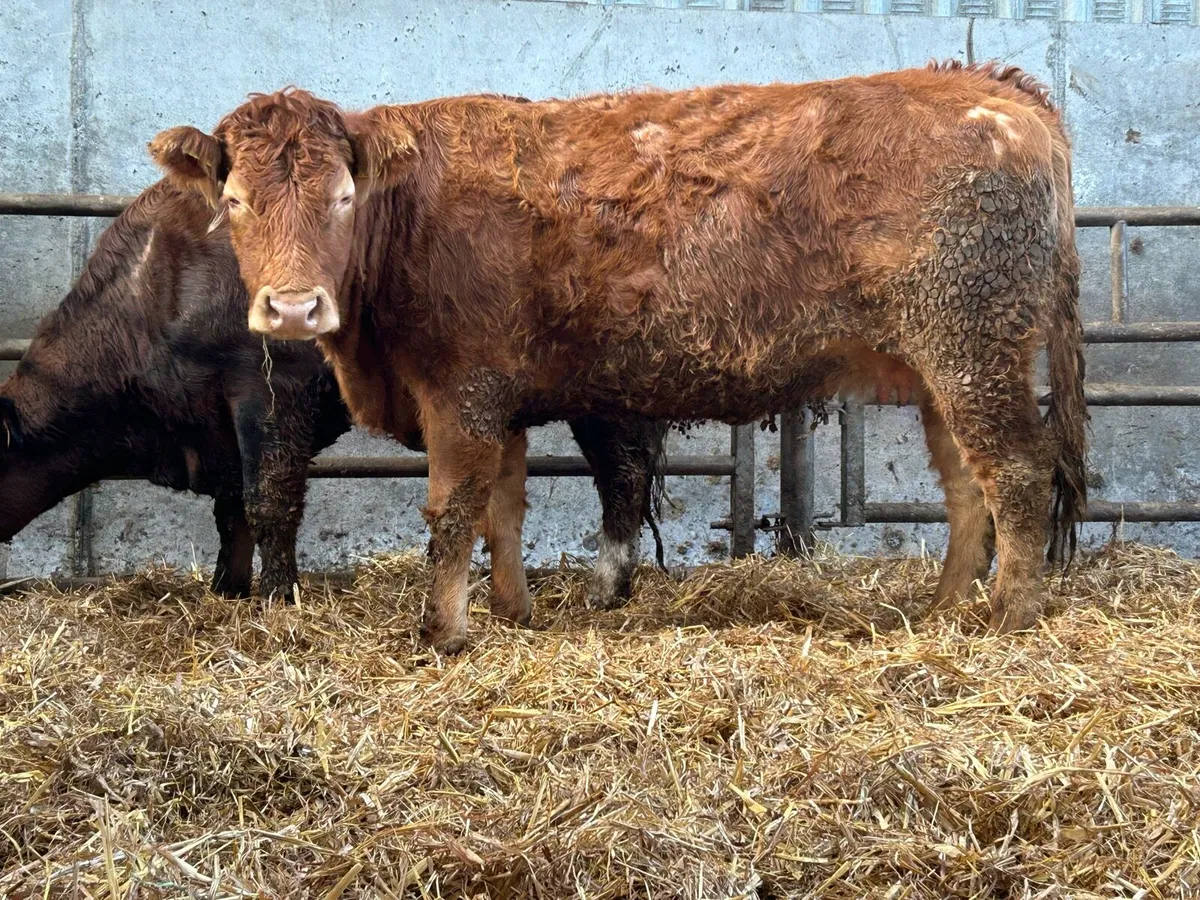6 incalf first and  second calving cows - Image 4