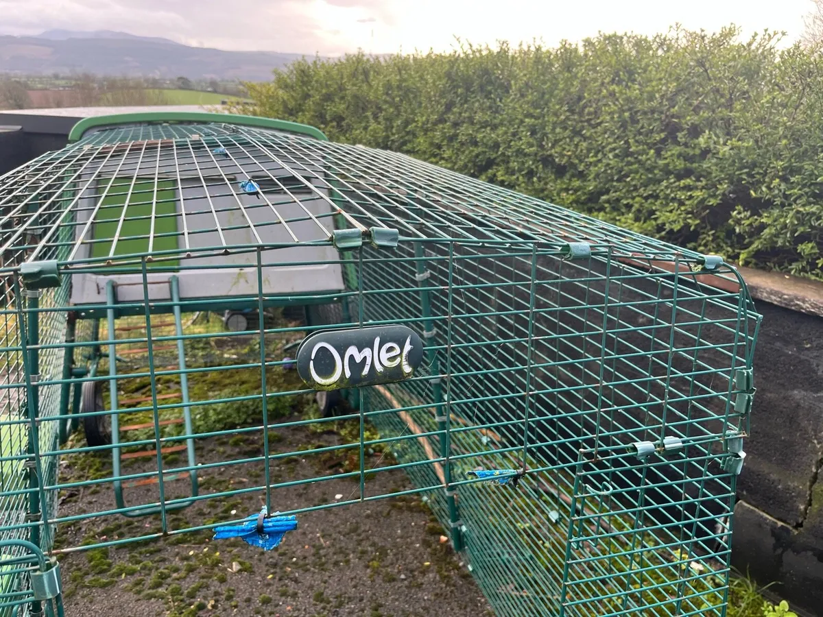 Omlet Eglu Chicken Coop - Hen House - Image 3