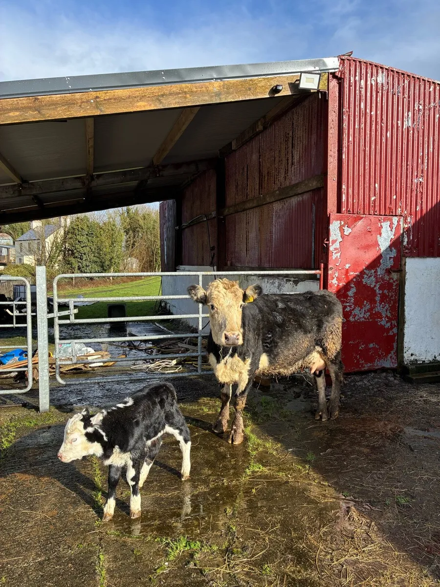 Hereford Cow and Calf - Image 1