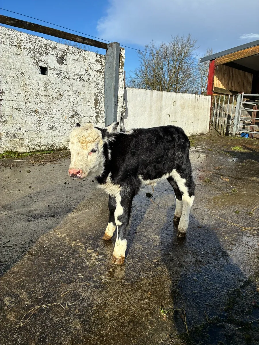 Hereford Cow and Calf - Image 2
