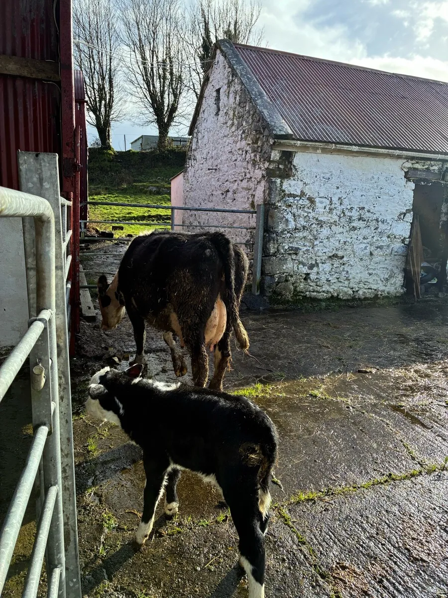 Hereford Cow and Calf - Image 3