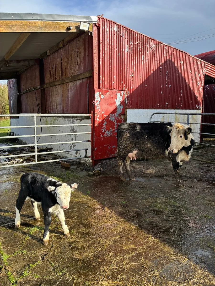 Hereford Cow and Calf - Image 4