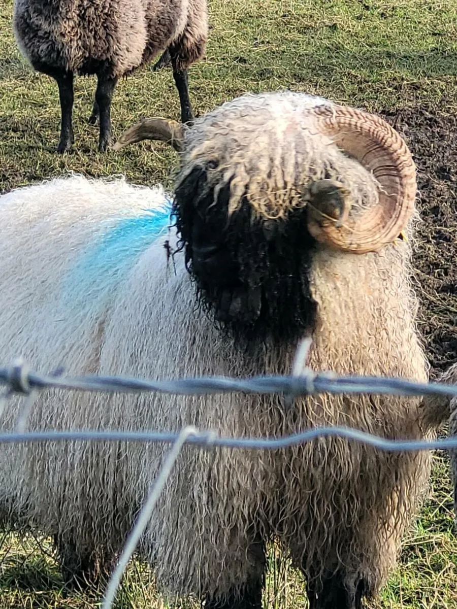Valise black nose Ram - Image 2
