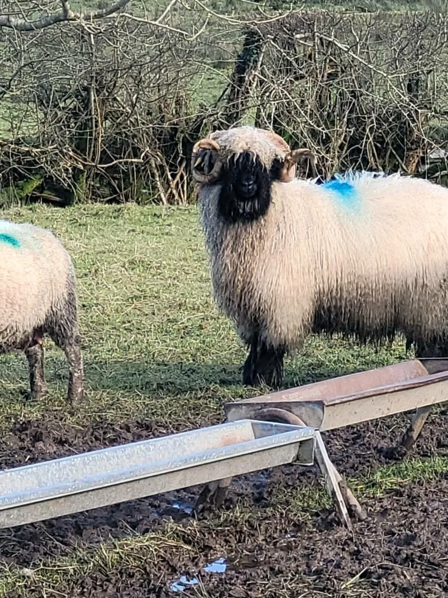 Valise black nose Ram - Image 1
