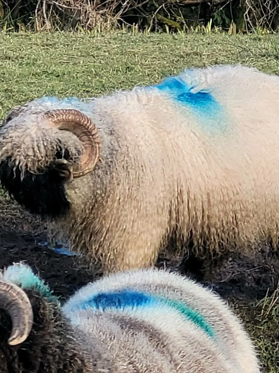 Valise black nose Ram - Image 4