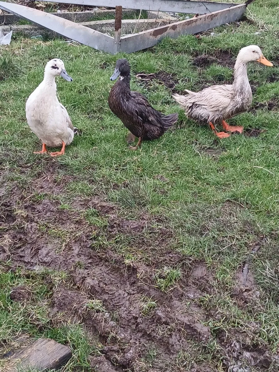 2 ducks and drake - Image 1