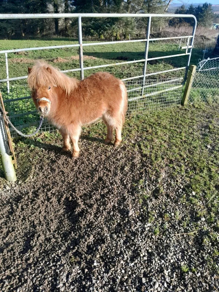 Miniature filly - Image 3