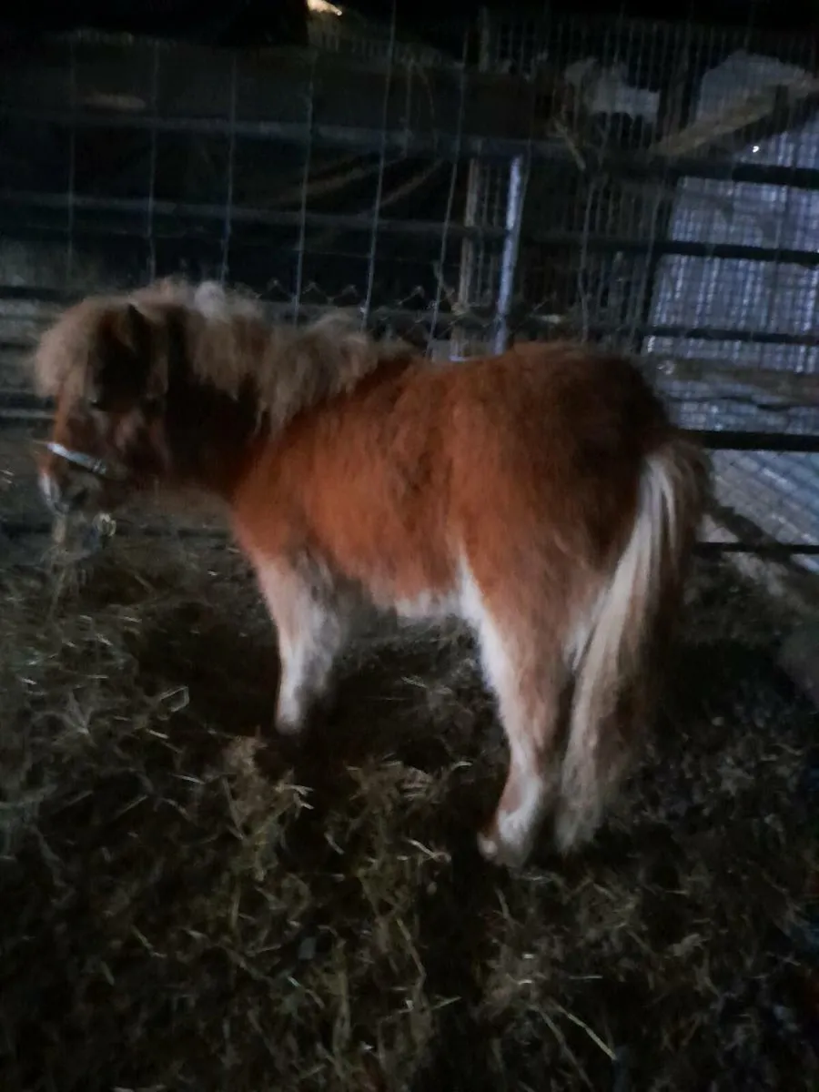 Miniature filly - Image 1