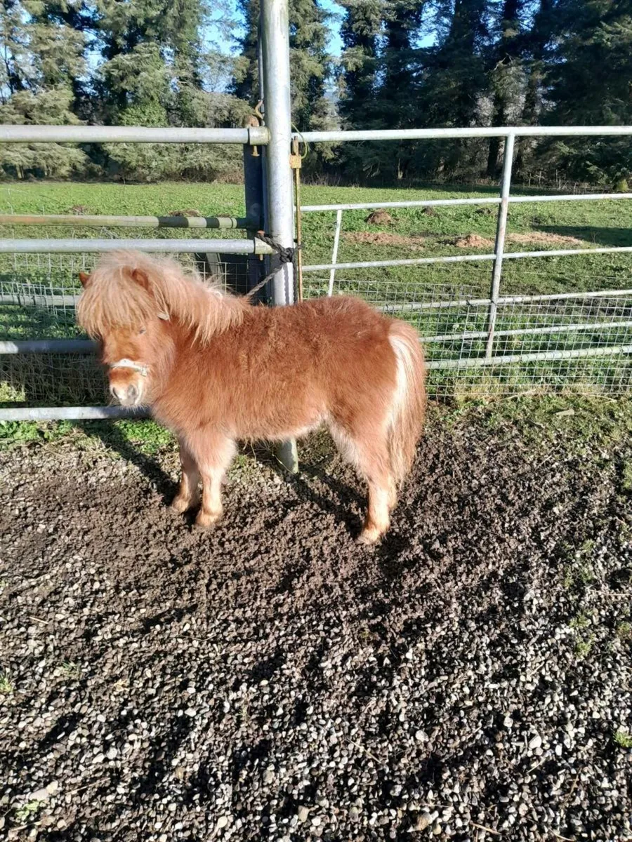 Miniature filly - Image 2