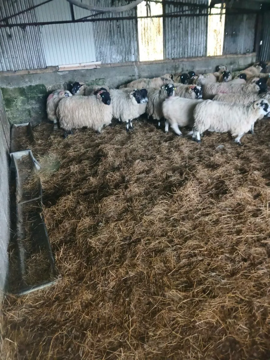 40 young Inlamb ewes lambing in march - Image 2