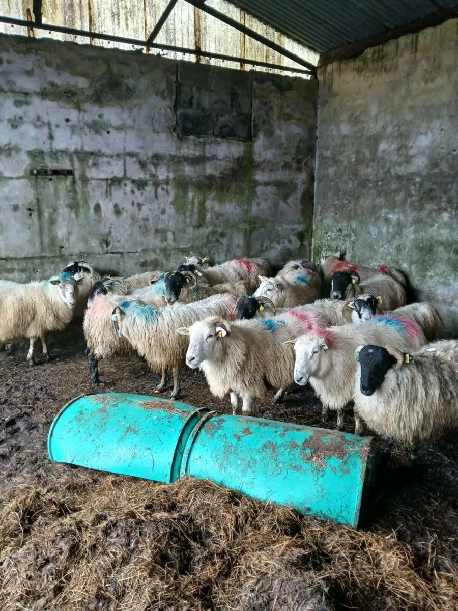 40 young Inlamb ewes lambing in march - Image 1