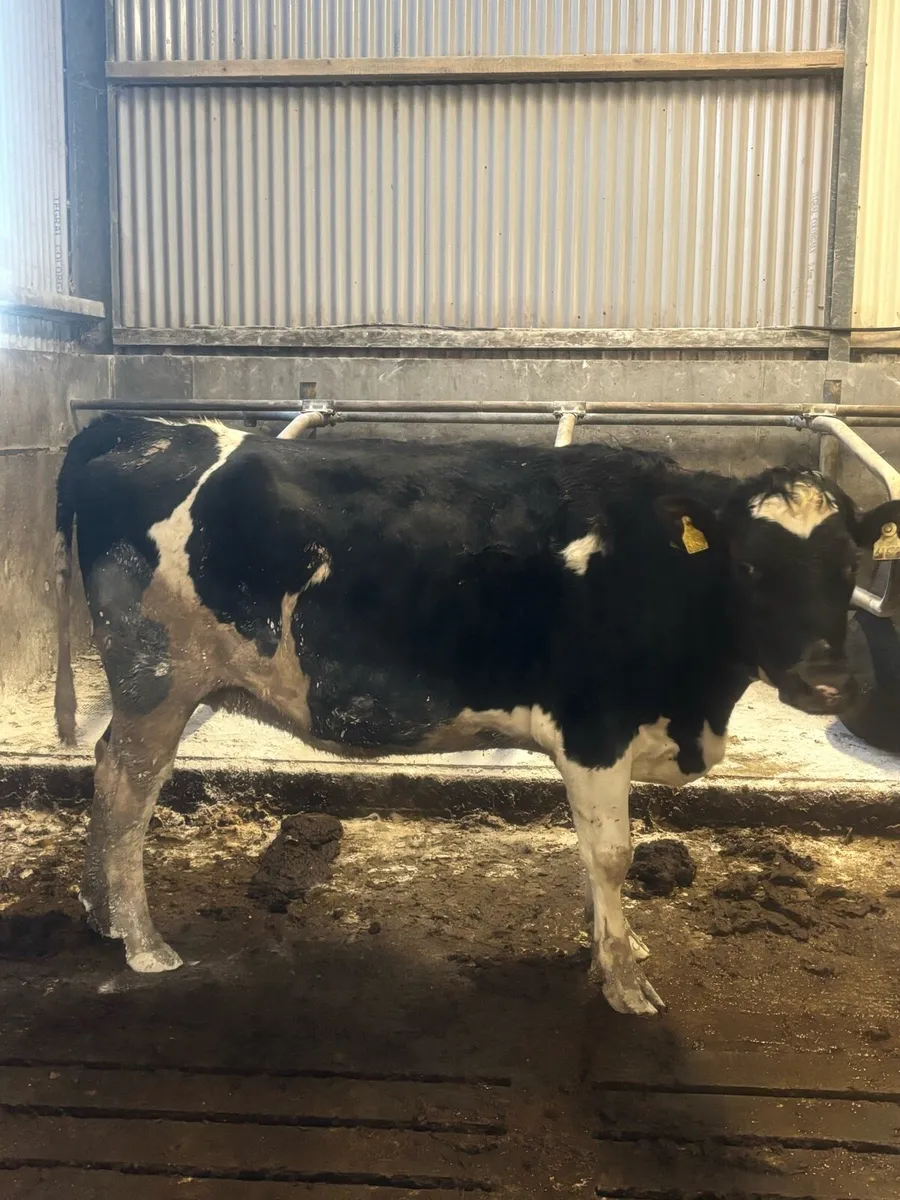 Milking and In-calf heifers and Cows - Image 2