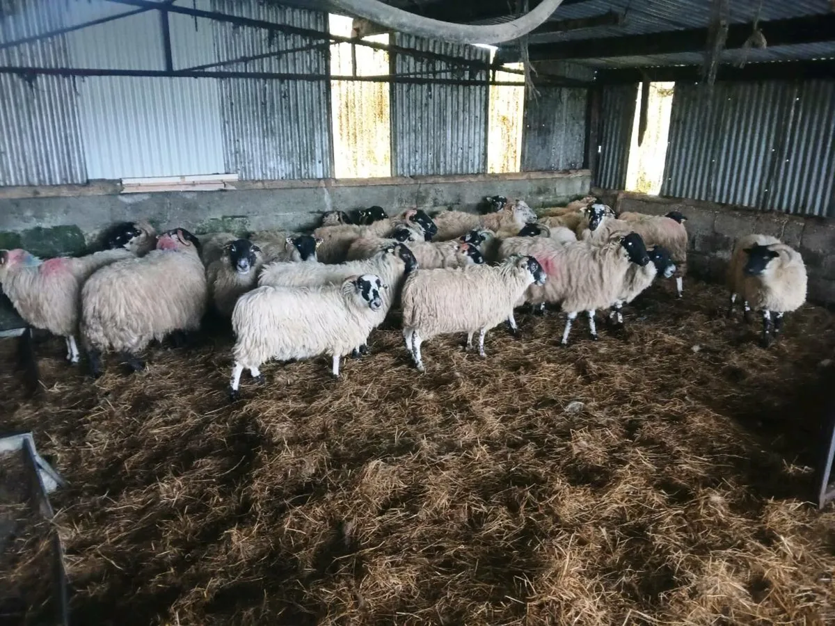 40 young Inlamb ewes lambing in march - Image 4