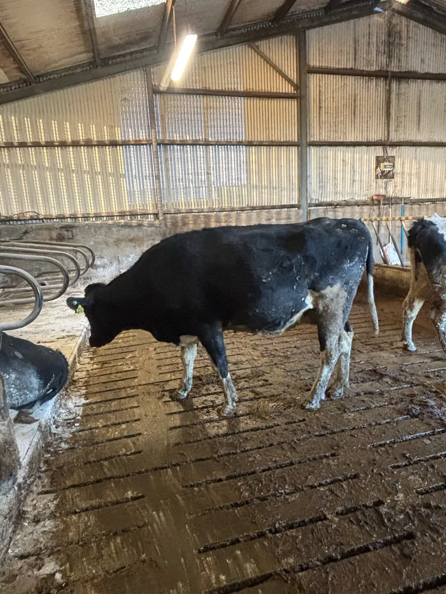 Milking and In-calf heifers and Cows - Image 4