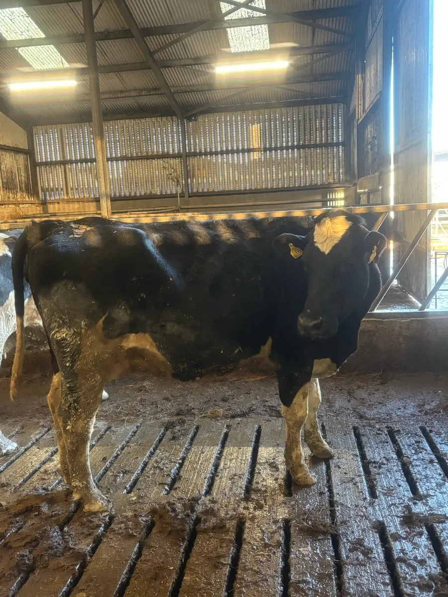 Milking and In-calf heifers and Cows - Image 3